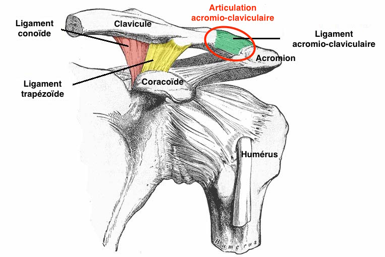 Luxaţiile acromio-claviculare - Shoulder & Knee Surgery