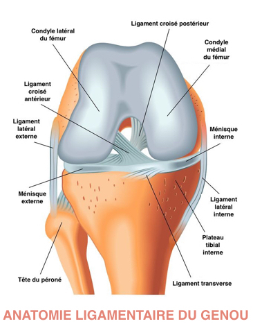 Anatomie ligamentaire du genou