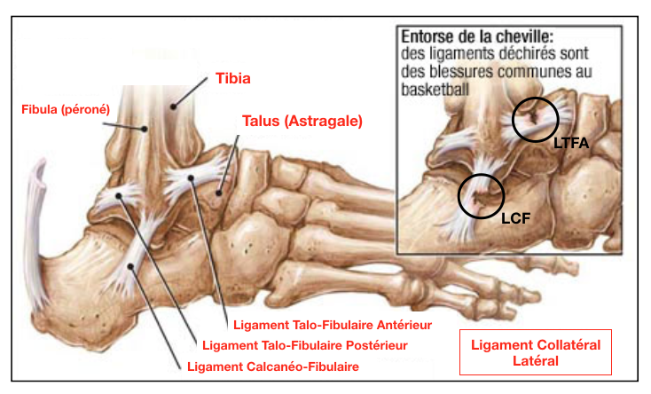 Anatomie du ligament collatéral latéral